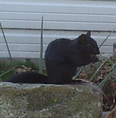 Sciurus carolinensis