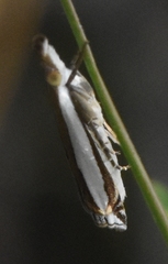 Crambus quinquareatus