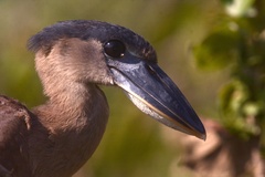 Cochlearius cochlearius