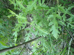 Aureolaria grandiflora