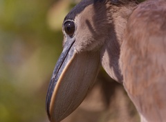 Cochlearius cochlearius