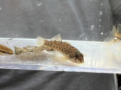 Etheostoma olmstedi
