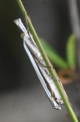 Crambus quinquareatus