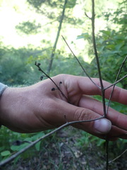 Aureolaria grandiflora