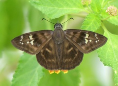 Ephyriades brunnea