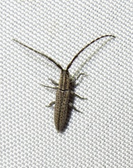 Dorcasta cinerea
