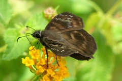 Ephyriades brunnea