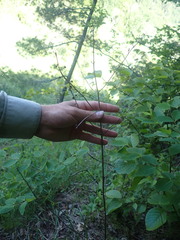 Aureolaria grandiflora