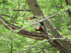 Halcyon leucocephala
