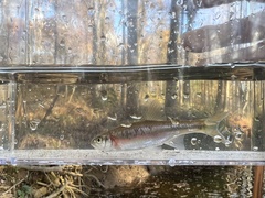 Clinostomus funduloides