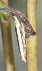 Crambus quinquareatus