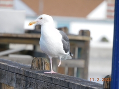 Larus occidentalis