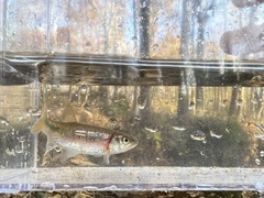 Clinostomus funduloides