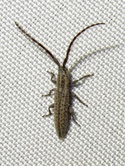 Dorcasta cinerea