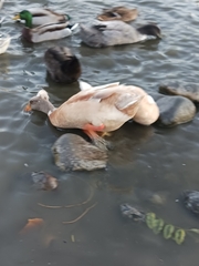 Anas platyrhynchos domesticus