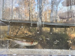 Clinostomus funduloides