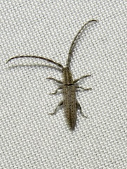 Dorcasta cinerea