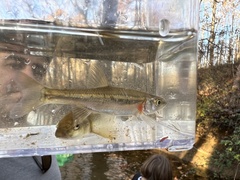 Clinostomus funduloides