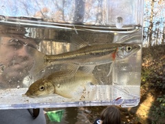 Clinostomus funduloides