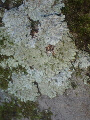 Phaeophyscia squarrosa