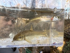 Clinostomus funduloides