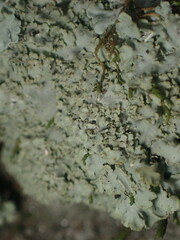 Phaeophyscia squarrosa