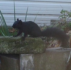 Sciurus carolinensis
