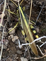 Schistocerca albolineata