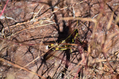 Schistocerca albolineata