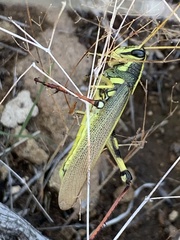 Schistocerca albolineata