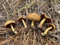 Cortinarius tinctorum