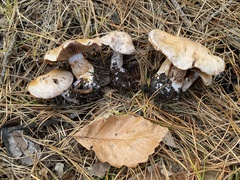 Cortinarius quarciticus