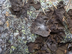 Umbilicaria proboscidea