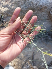 Stillingia linearifolia