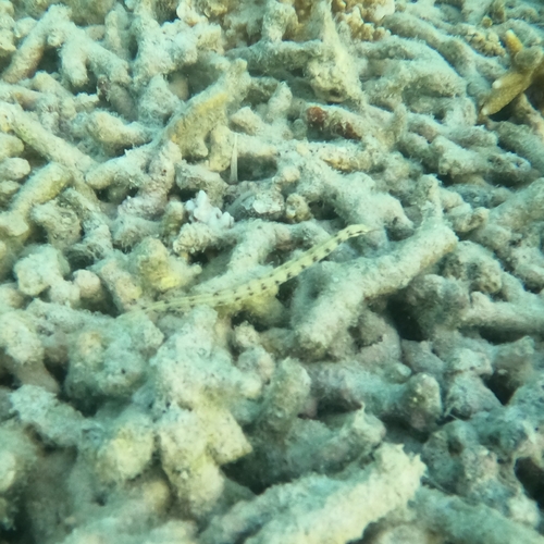 Photo of Messmate pipefish (Corythoichthys intestinalis)