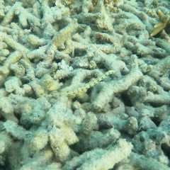 Corythoichthys intestinalis