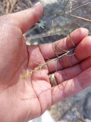 Stillingia linearifolia