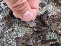 Umbilicaria proboscidea