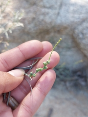 Stillingia linearifolia