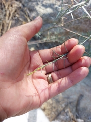 Stillingia linearifolia