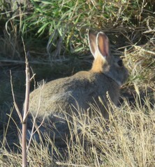 Sylvilagus nuttallii
