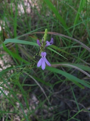 Striga curviflora