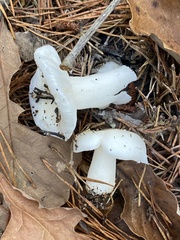Russula perlactea