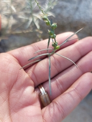 Stillingia linearifolia