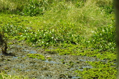 Hydrophasianus chirurgus