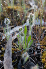 Plantago bellardii