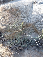 Stillingia linearifolia