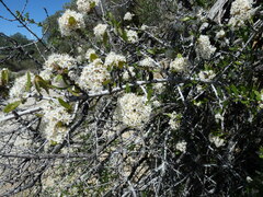 Ceanothus cuneatus cuneatus