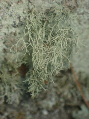 Usnea mutabilis