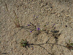 Gilia